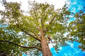 Best Leaf Removal  in Fort Rucker, AL