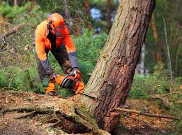 Best Fruit Tree Pruning  in Fort Rucker, AL