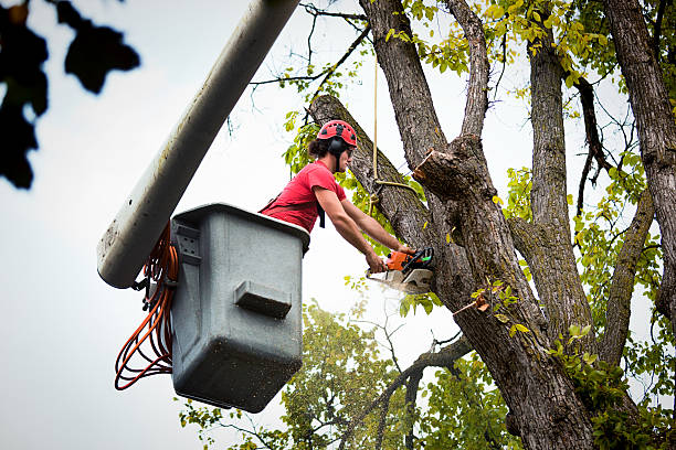 Best Stump Grinding and Removal  in Fort Rucker, AL